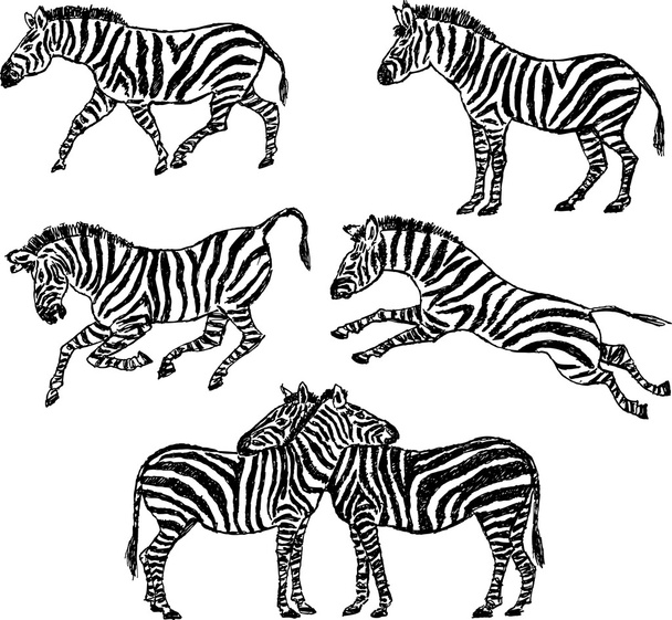 Zebras - ベクター画像