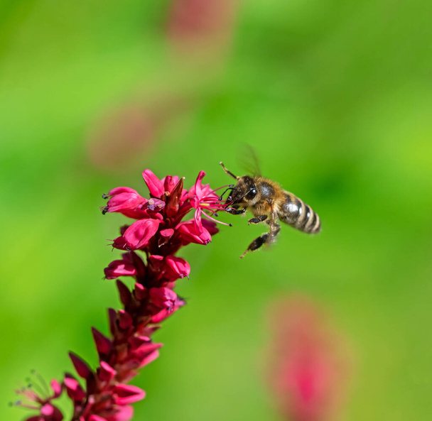 Bee flying to a red knotweed flower blossom - Photo, Image