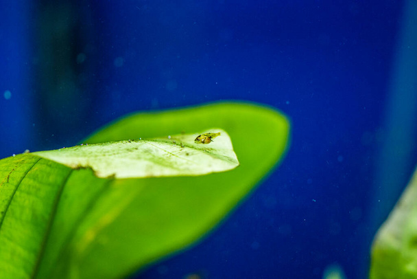 Édesvízi akváriumi halak, fiatal angyalhalak az Amazonas folyóból, pterophyllum scallare (altum) - Fotó, kép