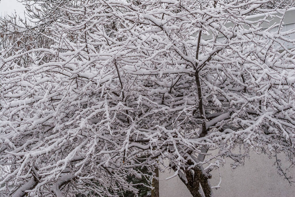 Árbol con ramas sin hojas cubiertas de nieve - Foto, Imagen