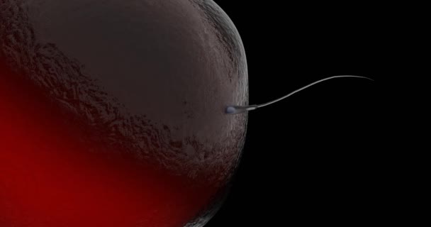Jediná spermie pronikající membránou lidského vajíčka, moment početí. 3D vykreslování na černém pozadí. - Záběry, video