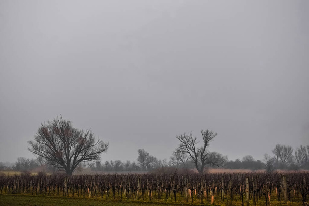 sűrű köd a szőlőültetvényeken és csupasz fák - Fotó, kép