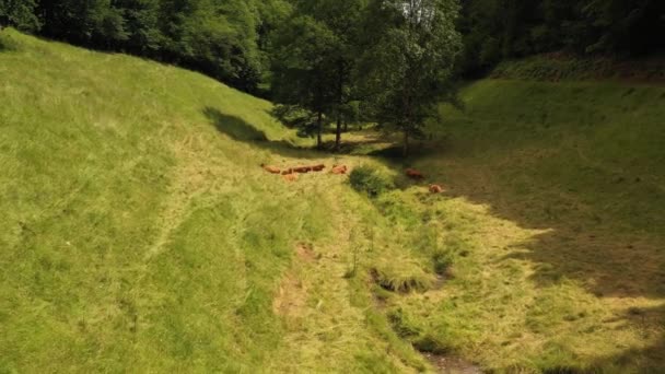 Velmi dlouhá zadní sledovací střela na skupinu krav ležících na dně údolí na venkově. Video bez kalibrace nebo efektu. - Záběry, video
