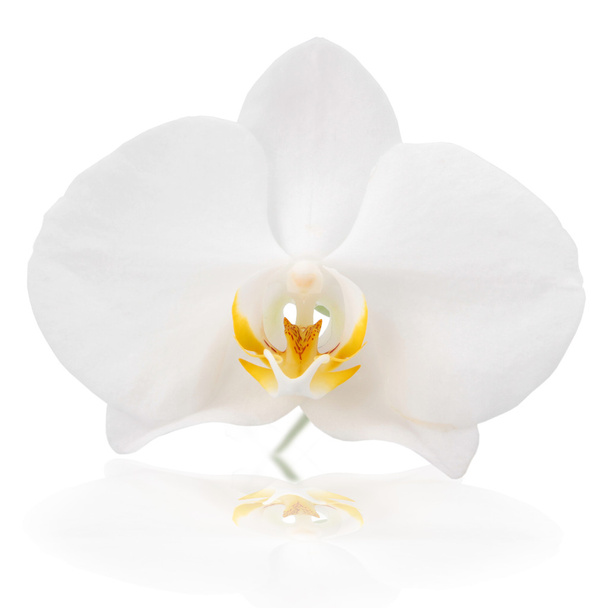 bílá orchidej - Fotografie, Obrázek