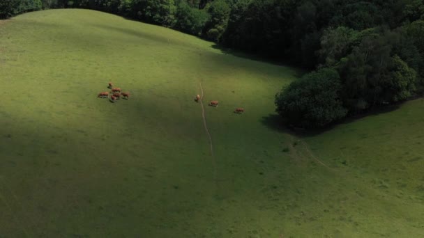Luchtfoto van een groep koeien die in een weiland eten, met variatie in licht op het platteland, voor een dennenbos. Video zonder kalibratie of effect. - Video