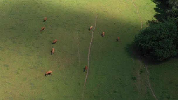 Luchtfoto van een groep koeien die in een weiland met lichtvariatie eten, op het platteland, voor een dennenbos. Video zonder kalibratie of effect. - Video