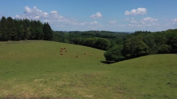 Seguimiento de abajo hacia arriba en un grupo de vacas que comen en un prado con variación de luz, en el campo, frente a un bosque de abetos. Video sin calibración ni efecto. - Metraje, vídeo