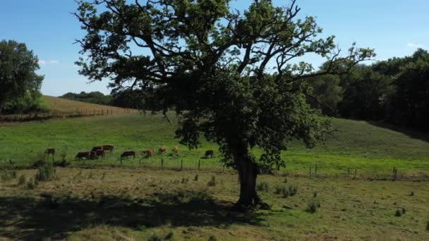 Seguimiento lateral alrededor de un árbol y un grupo de vacas comiendo en un prado, en el campo. Video sin calibración ni efecto. - Metraje, vídeo