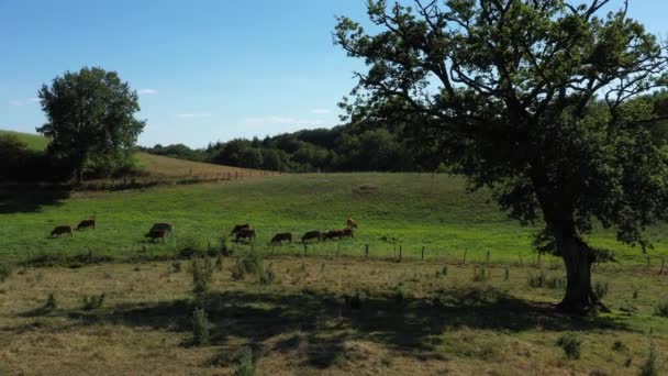 Tylne ujęcie śledzące grupę krów jedzących na łące, niedaleko drzewa na wsi. Wideo bez kalibracji lub efektu. - Materiał filmowy, wideo