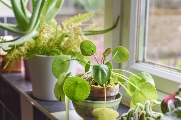 Small house plants in pots in a home interior room on the kitchen window ledge - Photo, Image