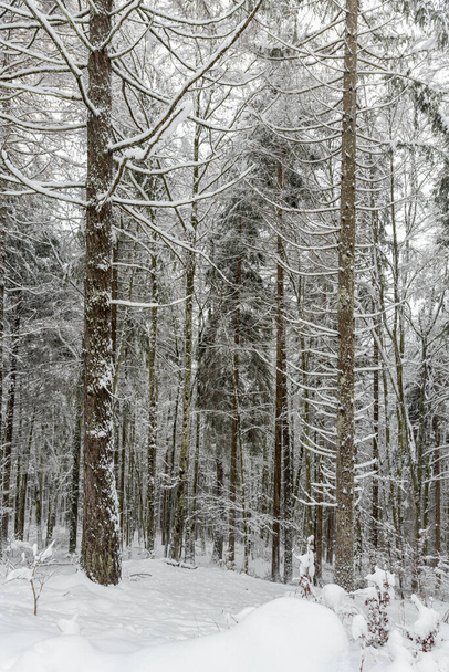 Wood during winter season covered by white snow - Fotó, kép