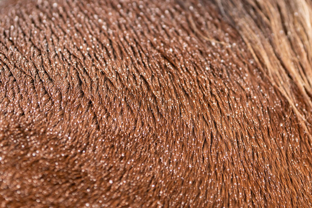 Koňské vlasy plné kapek deště pod sněhem - Fotografie, Obrázek