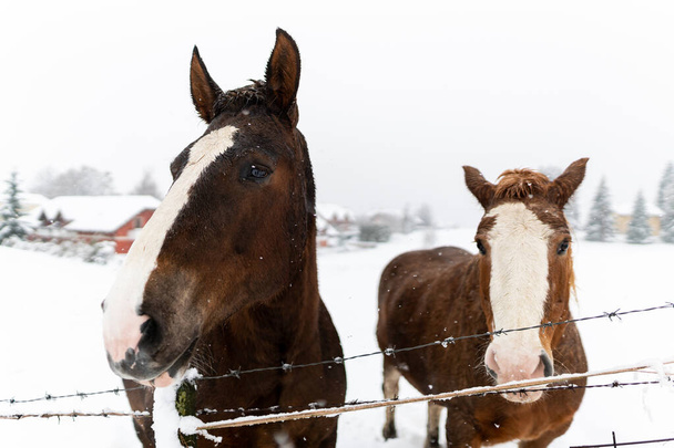 Pferd in einer Winterlandschaft mit Schneehintergrund - Foto, Bild