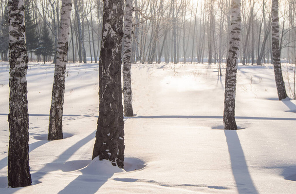 Sonniger frostiger Wintertag im Wald, die Schatten der Bäume bilden blaue Linien auf dem weißen Schnee. - Foto, Bild