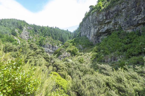 ラカイア渓谷の大規模な岩の顔と谷を渡って松の木のプランテーションの下で滝を洗浄するトラックからの自然なブッシュビュー. - 写真・画像