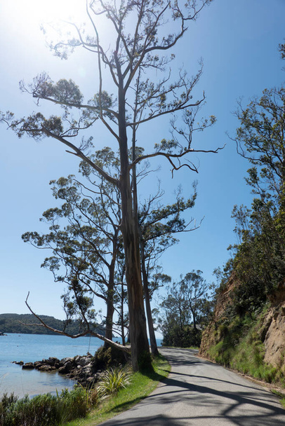 Büyük okaliptüs ağaçları Stewart Adası 'ndaki dar kıyı yolunda gölge desenleri bırakırlar.. - Fotoğraf, Görsel