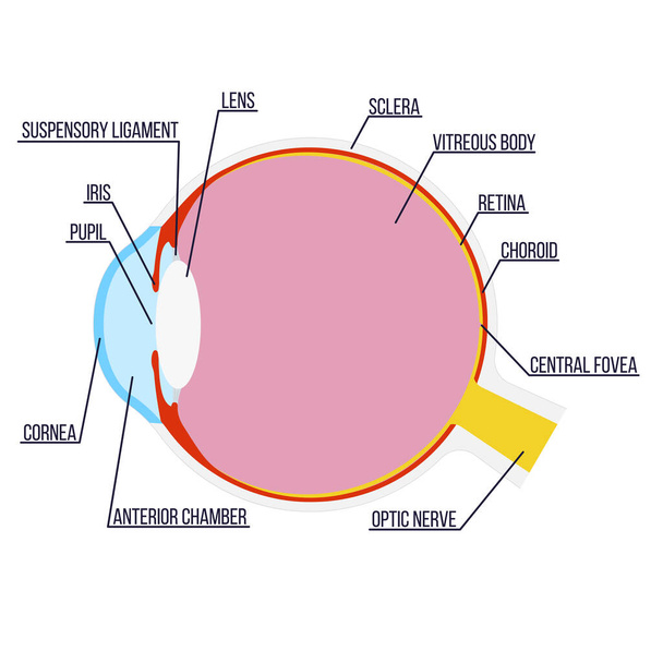 Illustrazione vettoriale: struttura anatomica dell'occhio con didascalie. - Vettoriali, immagini