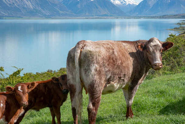 Brown cow and calves with snow capped Southern Alps across Lake Ohau background in South Island New Zealand. - Photo, Image