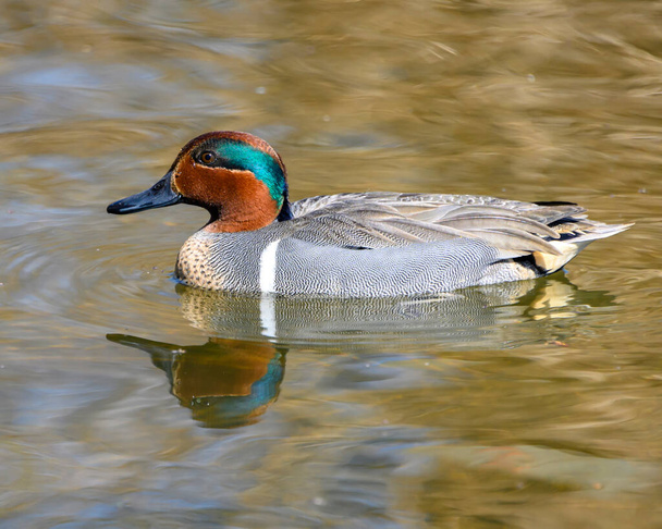 湖で美しい緑の翼のある雄のアヒルの水泳。見事な緑とオレンジの頭を示す鳥。黄色の水。いい反射だ - 写真・画像