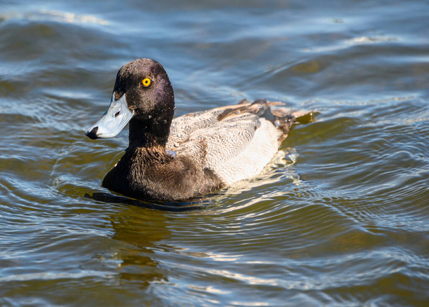 Stunning Greater scaup male duck swimming in a lake. Beautiful brown spotted feathers, grey bill and intense yellow eyes. Black head and front - Zdjęcie, obraz
