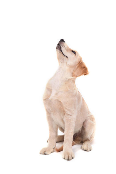 A puppy of Golden Retriever sits on an white background and looks up - 写真・画像