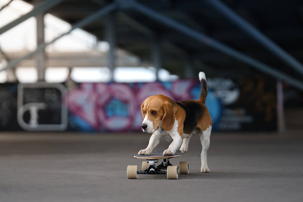 dog on a skateboard. obedient beagle goes in for sports - 写真・画像