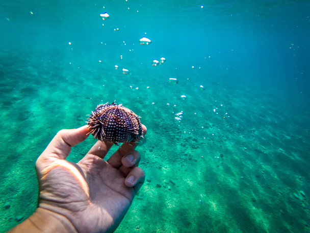 Sea urchin sceleton in Adriatic sea in Dalmatia - Photo, Image