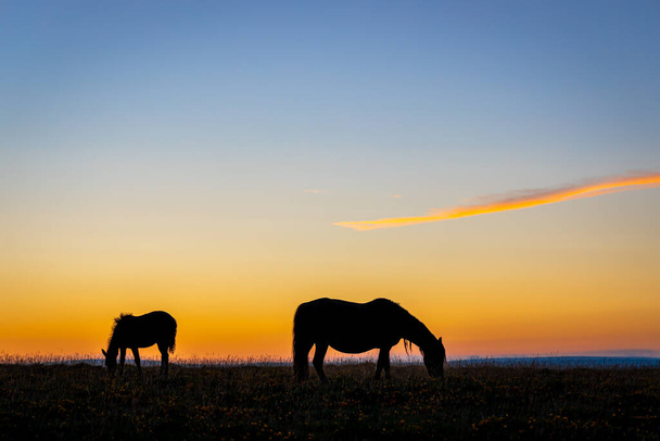 Ponies in Dartmoor national park in the evening, UK - Photo, Image