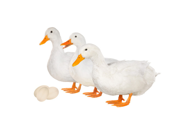 Ducks with eggs - Photo, Image