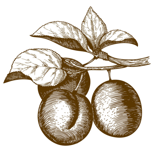 Engraving plum on the branch on white background - Vector, Image