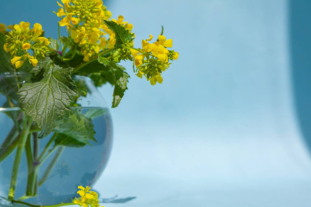 Sinapis arvensis, flor de color amarillo mostaza en un jarrón de vidrio con gotas de agua. Ramo de sinapis arvensis sobre fondo azul. Con espacio para tu imagen de texto - Foto, Imagen