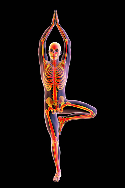 ヨガの木のポーズ、またはVrikshasanaの解剖学。このヨガの姿勢の骨格的活動を示す強調された骨格を持つ男性の人体を示す3Dイラスト - 写真・画像