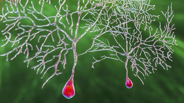 Purkinje neurons, GABAergic neuron located in the cerebellum, 3D illustration - Photo, Image