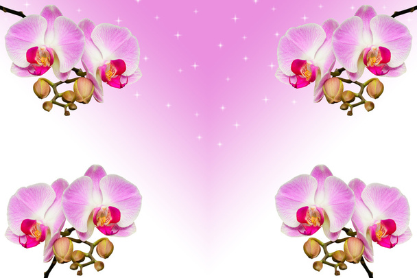 Kauniiden violettien orkideoiden oksat kaltevuudella
 - Valokuva, kuva