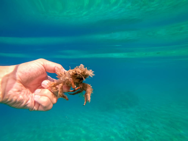Pavoučí krab z Jaderského moře - Fotografie, Obrázek