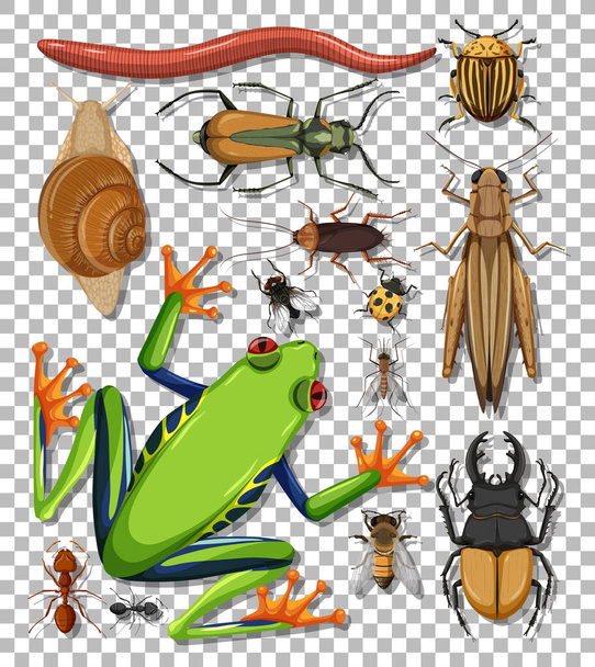 Set of different insects on transparent background illustration - Vector, Image