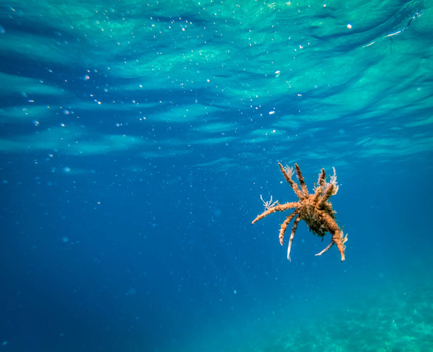 Pavoučí krab z Jaderského moře - Fotografie, Obrázek
