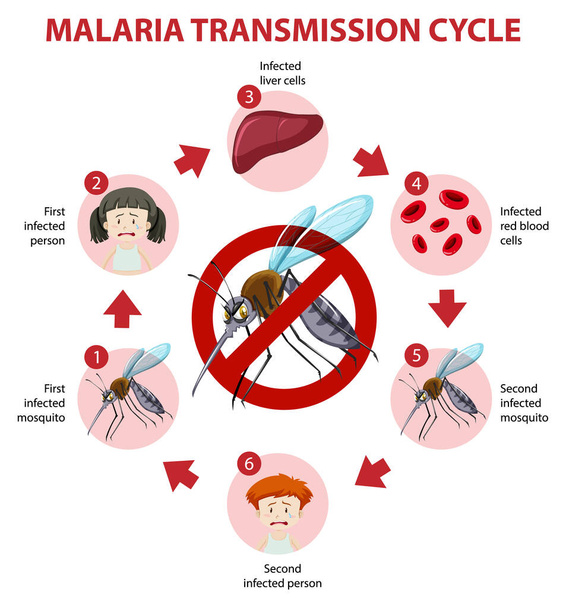 Cyklus přenosu malárie a informace o příznacích infografická ilustrace - Vektor, obrázek