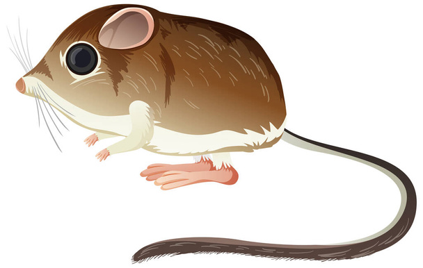 Kangaroo Rat ізольований на білому фоні ілюстрацій - Вектор, зображення