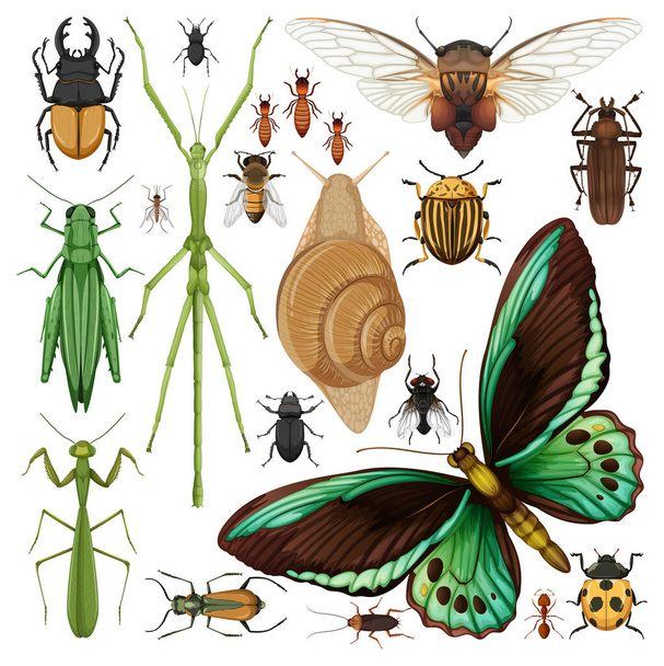 Set verschiedener Insekten auf weißem Hintergrund - Vektor, Bild