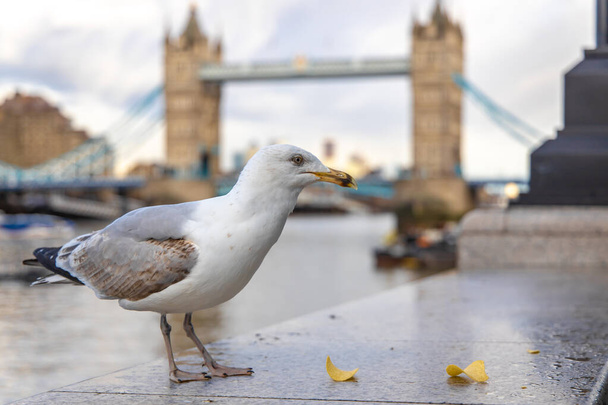 Zeemeeuw bij de Tower Bridge in Londen - Foto, afbeelding