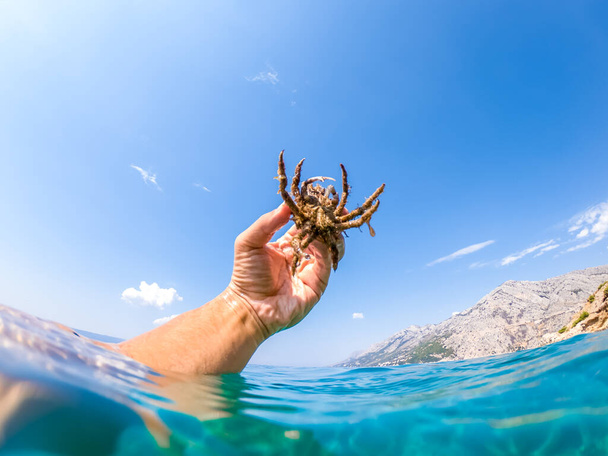 Crabe araignée de la mer Adriatique - Photo, image