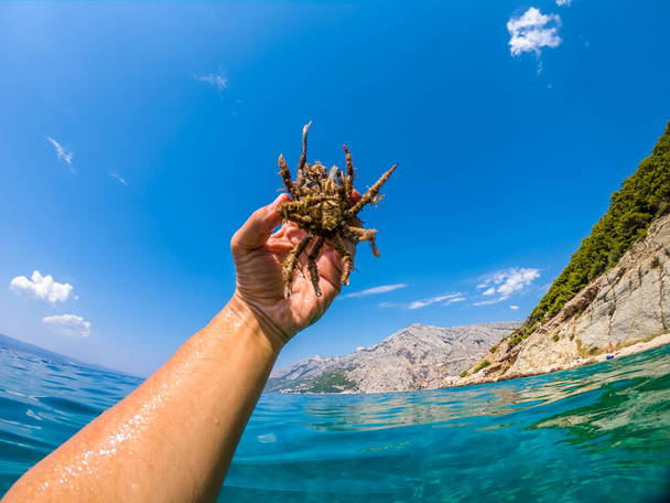 Spider crab of Adriatic sea - Photo, Image
