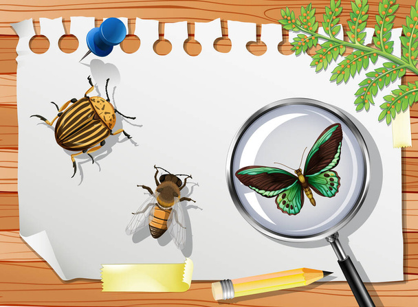 Много различных насекомых на столе крупным планом иллюстрации - Вектор,изображение