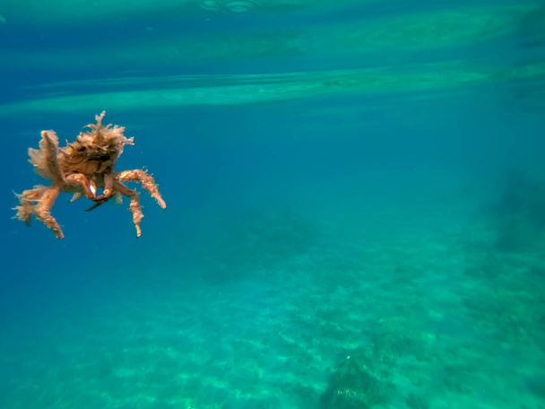 Spider crab of Adriatic sea - Photo, Image