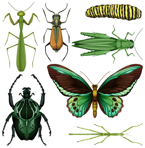 白い背景のイラストに異なる昆虫のセット - ベクター画像