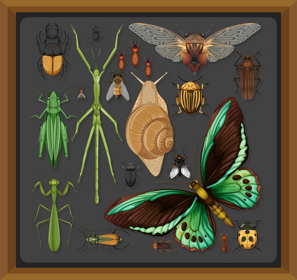 Set of different insects in wooden frame background illustration - Vector, Image