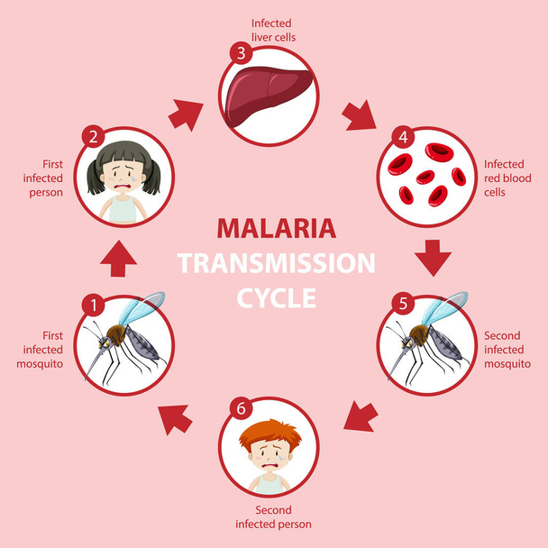 Malarian siirtosykli ja oireiden infografinen havainnollistaminen - Vektori, kuva