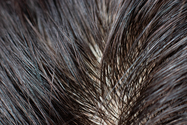 汚れた人間の髪の根マクロ写真。ブルネット、暗い塗装されていない髪、シャンプーで洗う、ヘアケア - 写真・画像