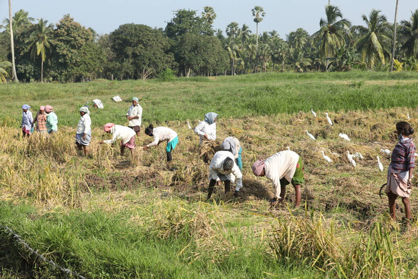 Indyjski rolnik w Fields - Zdjęcie, obraz